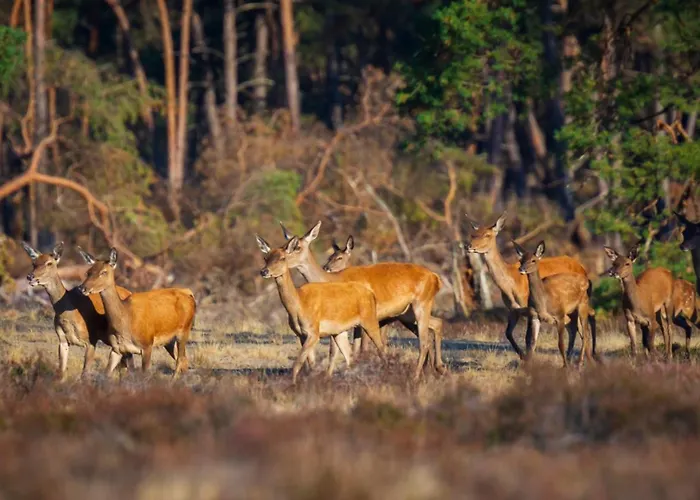 Ruim En Luxe Chalet Privetuin - Park 'de Ijsvogel' 公寓