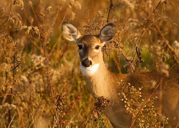 公寓 Ruim En Luxe Chalet Privetuin - Park 'de Ijsvogel' *