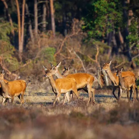 Ruim En Luxe Chalet Privetuin - Park 'de Ijsvogel' Apartment