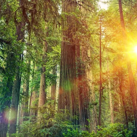 Ruim En Luxe Chalet Privetuin - Park 'de Ijsvogel'